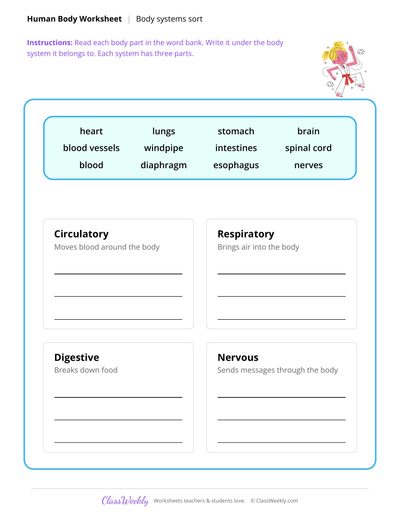 Body Systems Sort - Human Body