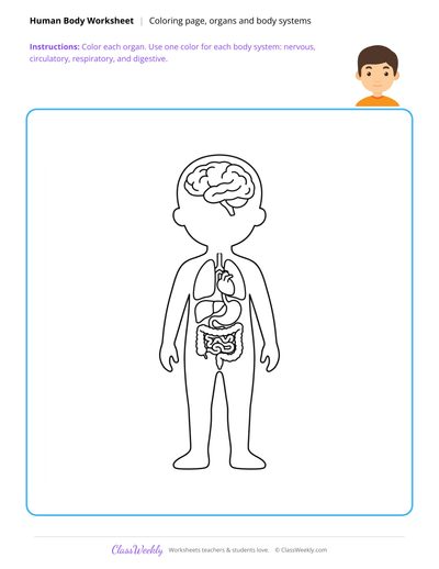Organs and Body Systems Coloring Page - Human Body