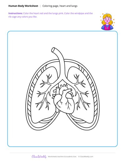 Heart and Lungs Coloring Page - Human Body