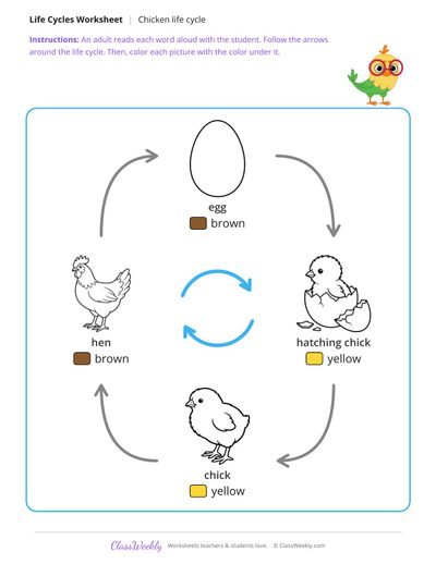 Color the chicken life cycle - Life cycle wheel Worksheet