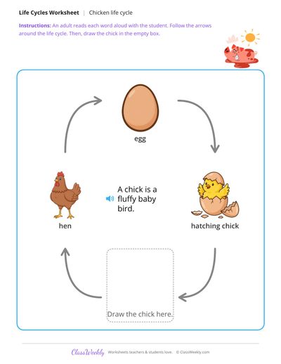 Draw the missing stage - Chicken life cycle Worksheet