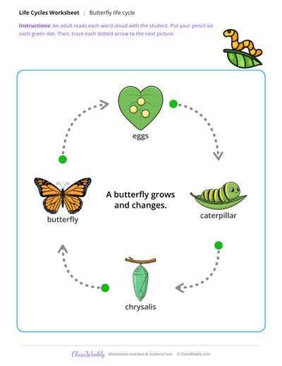 Trace the life cycle arrows