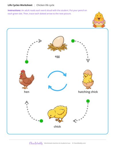 Trace the life cycle arrows