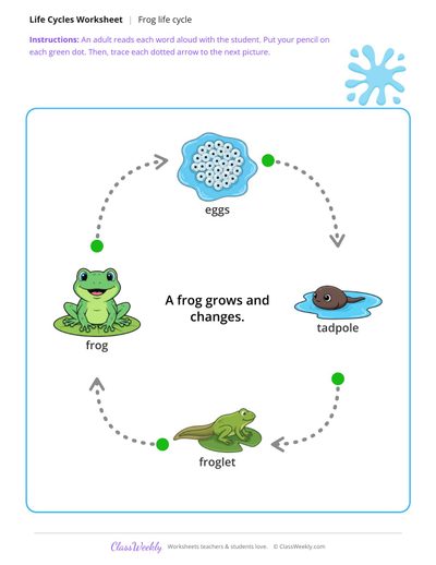 Trace the life cycle arrows